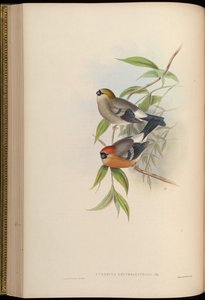 Pyrrhula erythrocephala by John Gould